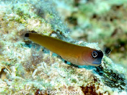 Aron's blenny. by Cigdem Cooper 